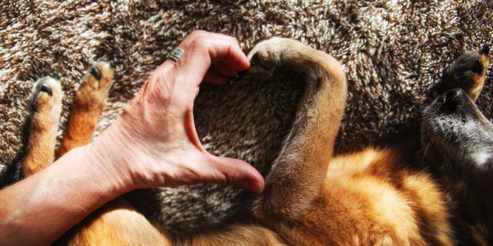 Cinco Necesidades Emocionales De Tu Perro